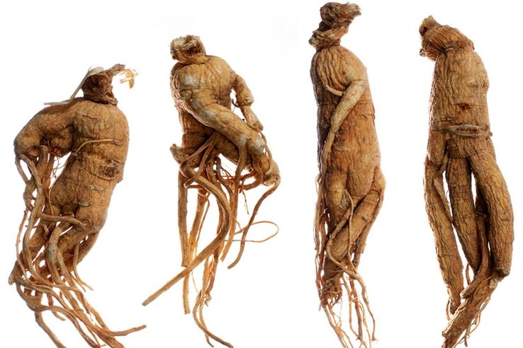 Rădăcină de ginseng pentru mărirea penisului
